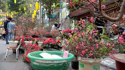 Chợ hoa Hàng Lược - chợ hoa truyền thống lâu đời nhất tại Hà Nội