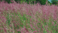 Độc đáo đồi cỏ hồng miễn phí ở Đắk Lắk
