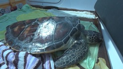 Thả rùa quý được phóng sinh từ chùa về biển