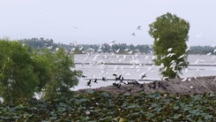 Hàng ngàn con cò bay rợp trời gần Tràm Chim