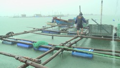 Vùng nuôi tôm hùm trên biển Phú Yên trước nỗi lo mùa mưa bão