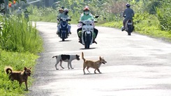 Phút cảnh báo: Chó thả rông, nỗi kinh hoàng trên nhiều tuyến đường nông thôn