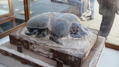 Ai Cập trưng bày xác ướp bọ hung lớn nhất thế giới