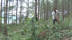Lâm Đồng chi 15 tỷ đồng bảo vệ 57.000 ha rừng tự nhiên