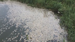Hàng tấn cá chết trắng hồ tại Quảng Trị