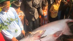 Video: Ngư dân bắt được cá tra dầu 'khủng' nặng hơn 230kg trên sông Hậu