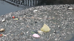Video: Cá chết trắng vì kênh hào thành cổ Vinh ô nhiễm nặng