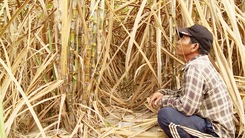 Người dân Phú Yên bức xúc về giá trong thu mua mía nguyên liệu