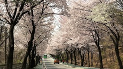 Đến xứ sở Kim chi chiêm ngưỡng mùa hoa anh đào tuyệt đẹp