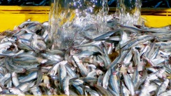Trúng mùa cá cơm săn nhưng lãi thấp