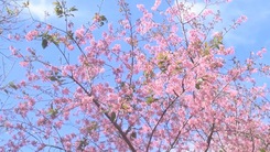 Trồng thêm 500 cây hoa mai anh đào tại Đà Lạt