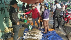 TP.HCM “giải cứu” cá tầm Lâm Đồng