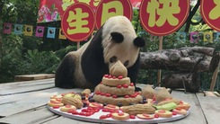 Bữa tiệc sinh nhật của gấu trúc lớn tuổi nhất thế giới