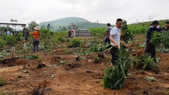Hàng nghìn cây keo bị nhổ trơ gốc, chính quyền xã nói do sai sót