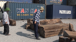 Video: 50 container gỗ Giáng hương Tây Phi bị bắt