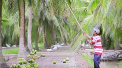 Nâng cao chuỗi giá trị kinh tế cho cây dừa Bến Tre