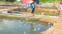 Video: Hơn 10 tấn cá lồng chết do thủy điện Hòa Bình xả lũ