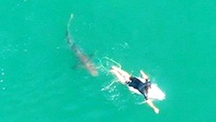 Video: Khoảnh khắc vận động viên lướt ván chạm trán với cá mập