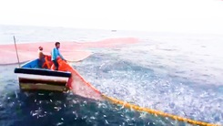 Video: Cận cảnh 3 con tàu vây lưới đánh bắt đàn cá cơm 50 tấn