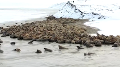 Video: Gần 3.000 con hải mã tụ tập trên bãi biển