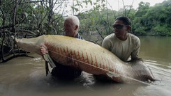 Đi săn cá rồng khổng lồ, 'vua ăn thịt' của vùng sông Amazon