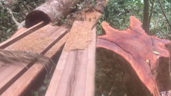 Video: Lâm tặc cắt ngọt nhiều cây gỗ rừng đường kính đến vài người ôm
