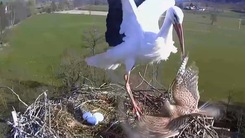 Video: Cò mẹ 'canh me' bắt chim cắt kestrel tấn công tổ trứng của mình