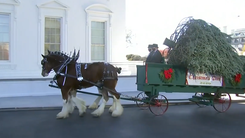 Video: Ngắm cây thông chào đón giáng sinh Nhà Trắng