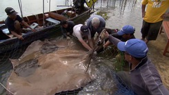 Video: Đỡ đẻ cho cá đuối gai khổng lồ, sinh 4 con ngay trong lưới