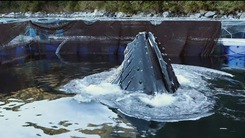 Video: Cá voi xanh khổng lồ ‘ăn trộm’ bè cá hồi trị giá 13 triệu đô la