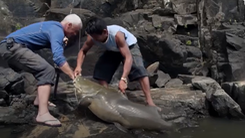 Video: Săn cá trê khủng hơn 40 kg dưới dòng nước xiết ở Guyana