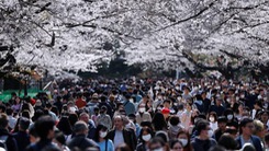 Video: Hàng ngàn người Nhật đổ xô đi ngắm hoa anh đào, bất chấp cảnh báo COVID-19