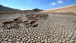 Góc nhìn trưa nay | Người dân oằn mình giữa hạn hán ở “tiểu sa mạc” Ninh Thuận