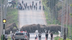 Video: Cảnh sát chặn cao tốc nhường đường cho đàn voi sang đường