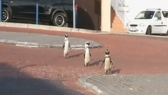 Video: Chim cánh cụt tung tăng trên đường phố khi người dân giãn cách xã hội