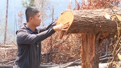 Video: Gần 6000 héc ta rừng bị hủy hoại hàng loạt