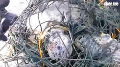 Video: Giải cứu rùa biển mắc kẹt trong hàng trăm kg dây lưới và rác