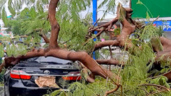 Video: Mưa to kèm gió giật, cây cối ngã đầy đường, đè lên ôtô ở Cần Thơ