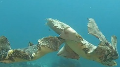 Video: Cuộc chiến nảy lửa giữa 2 con cá mập Wobbegong dưới đáy biển