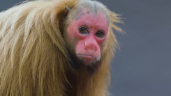 Video: Khám phá loài khỉ mặt đỏ ở lưu vực sông Amazon