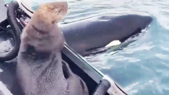 Video: Bị đàn cá voi truy đuổi, rái cá phóng lên thuyền thoát thân