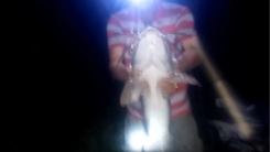 Video: Cắm câu đêm, dính cá trê dài cả mét, nặng gần chục kg