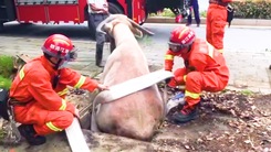 Video: Lính cứu hỏa giải cứu con trâu bị mắc kẹt trong miệng cống