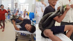 Vụ ôm rắn hổ chúa vào bệnh viện: Bệnh nhân đã tỉnh nhưng vẫn phải thở bằng máy