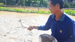 Video: Ngắm đàn cá tự nhiên hàng ngàn con kéo đến trước nhà dân 'ăn nhờ ở đậu'
