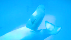 Video: Khoảnh khắc cá voi chui ra từ bụng mẹ