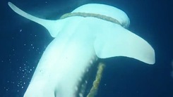 Video: Lấy sợi dây thừng ra khỏi đầu cá mập voi khổng lồ ngoài khơi quần đảo Maldives