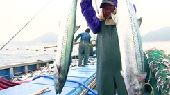 Video: Ngư dân trúng đậm đàn cá 'khủng' ở đảo Yeosu