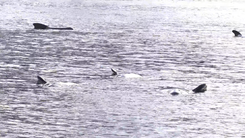 Video: 10 con cá voi chết dạt vào bờ biển