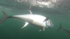 Video: Gay cấn màn săn bắt cá ngừ vây xanh trị giá 1 triệu đô la